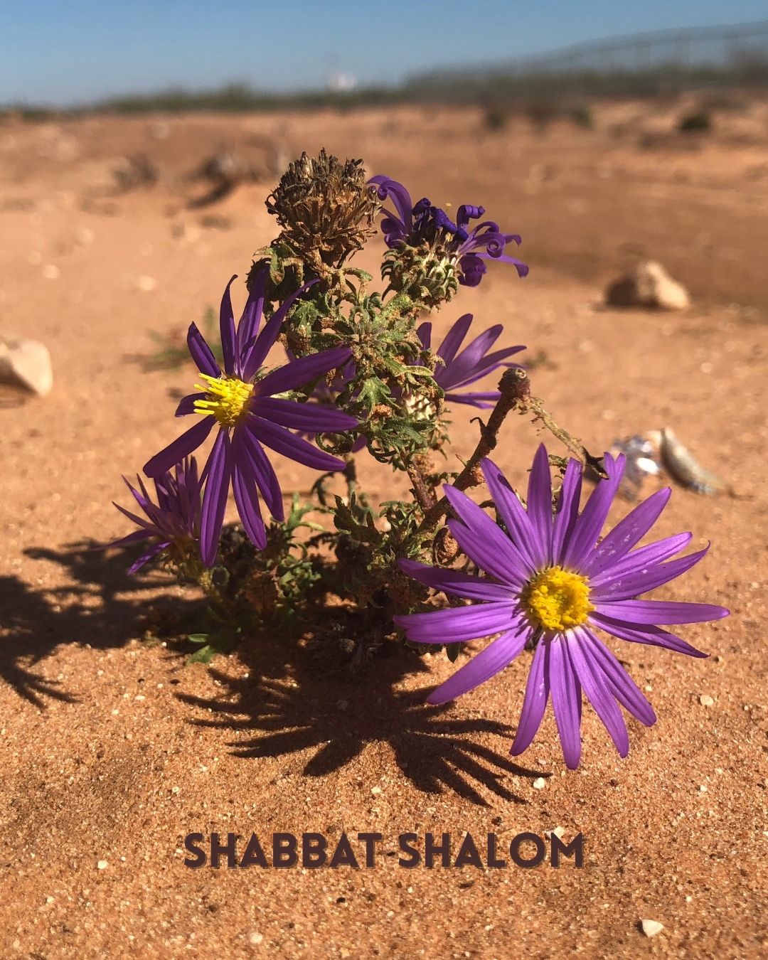 Ordered in the Wilderness: The Kingdom in Formation