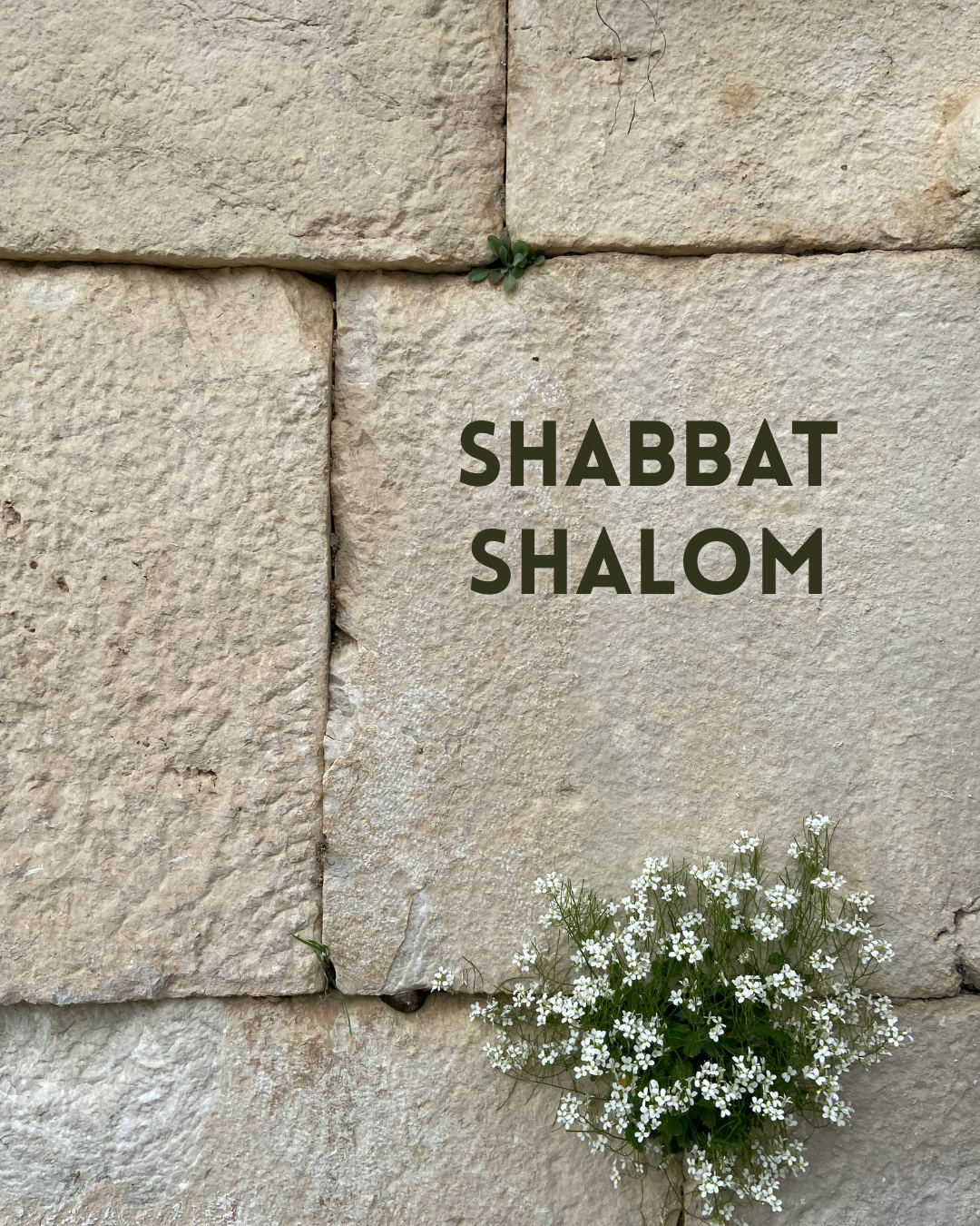 Parashat Pinchas – Zeal, Inheritance & A Generation Prepared